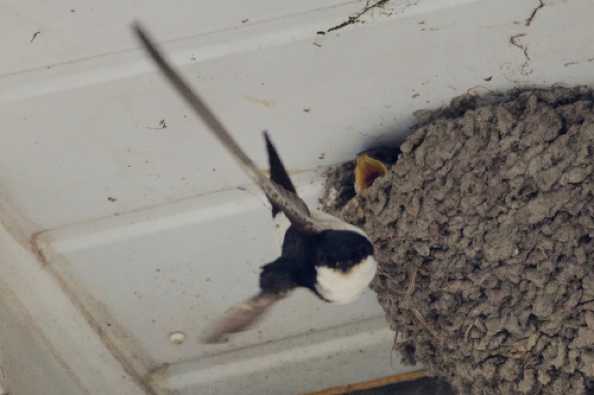 02 July 2020 - 13-01-21
And so the food comes courtesy of mum and dad.
--------------------------
House Martins feeding